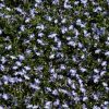 Lobelia Techno Upright Lite Blue 4.5" - Image 2